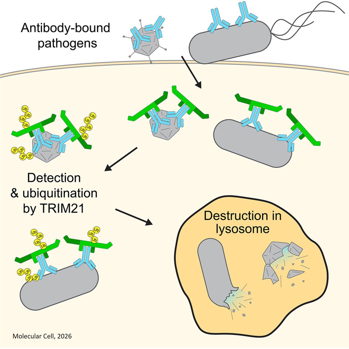 TRIM21 induces selective autophagy of viruses and bacteria