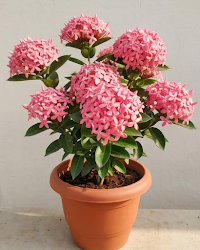 Ixora Pink Plant