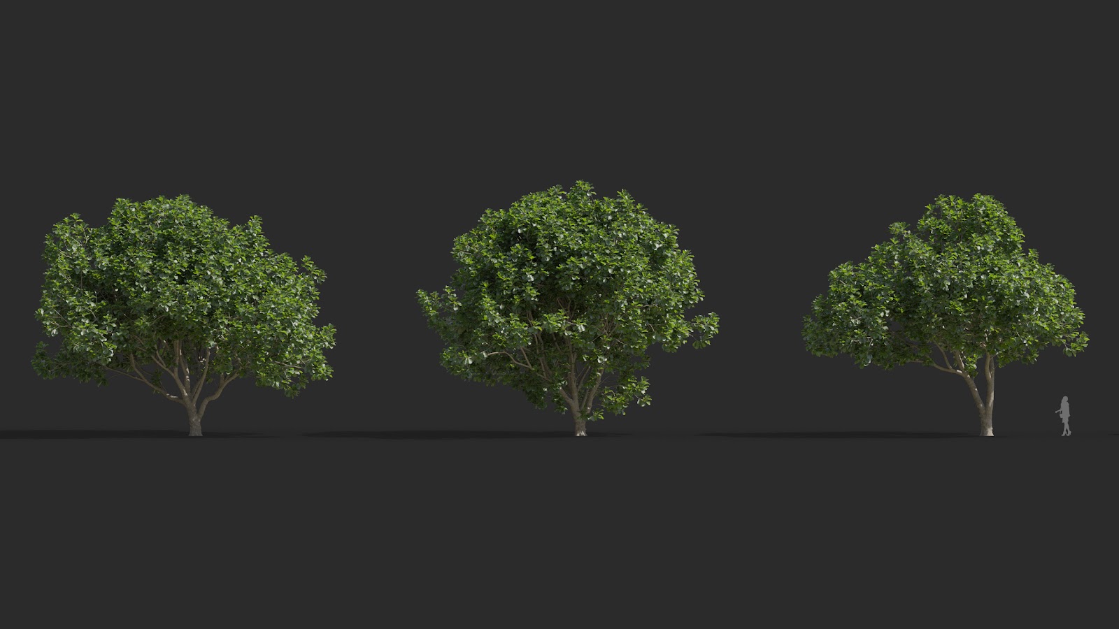Maxtree - Plant Models Vol.72