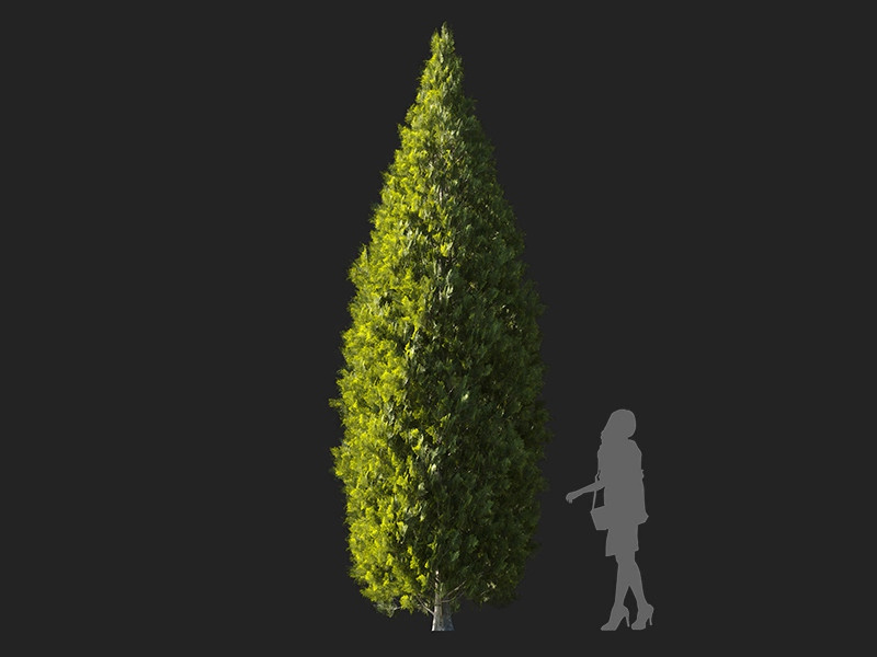 Maxtree - Plant Models Vol.122