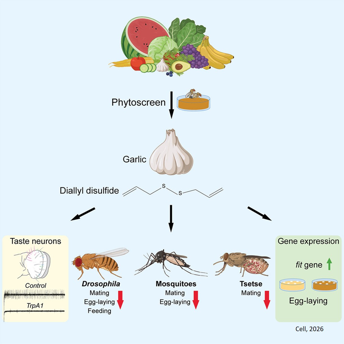 Garlic kills mosquitoes’ mood too!
