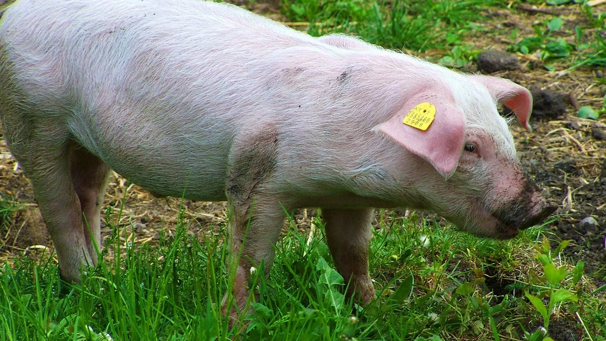 복지급여 신청 조건별 차이점과 유의사항 비교