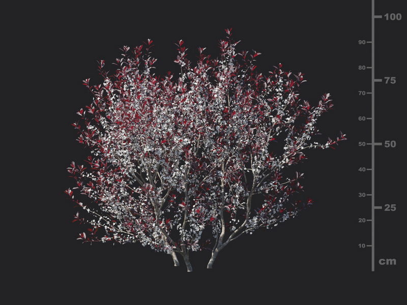 Maxtree - Plant Models Vol.129
