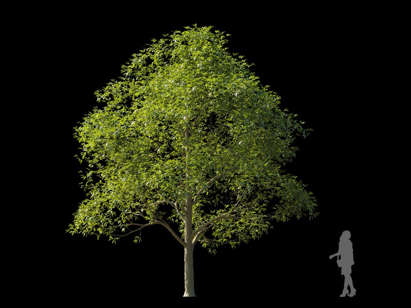 Maxtree - Plant Models Vol.120
