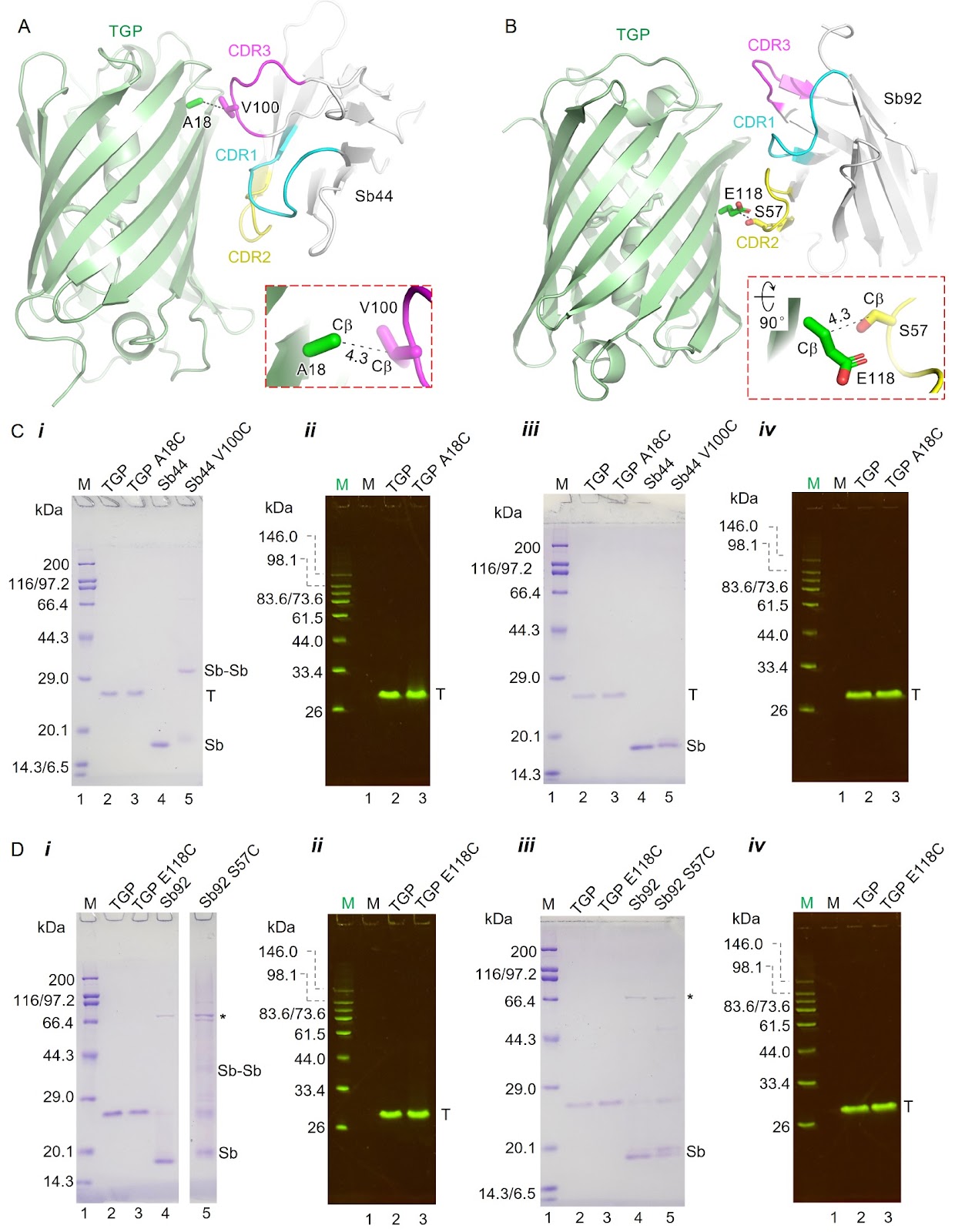 Structure-based design of covalent nanobody binders for a thermostable green fluorescence protein