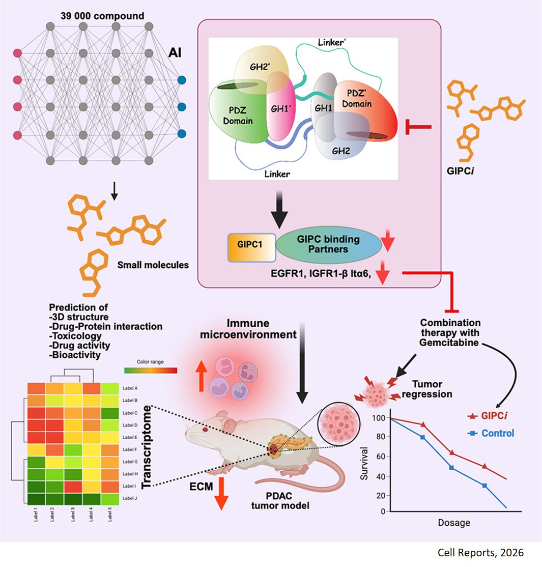 AI-driven discovery and validation of a GIPC1 PDZ domain inhibitor for pancreatic ductal adenocarcinoma