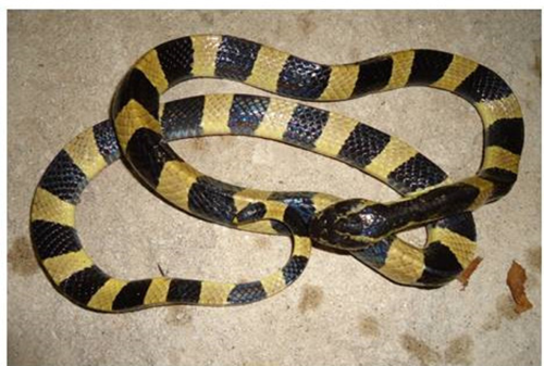 Thực trạng động vật hoang dã quý hiếm tỉnh Sơn La và công tác bảo vệ chúng trong những năm gần đây