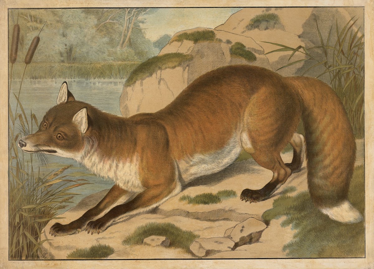 Fox 1910
