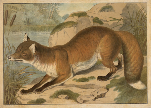 Fox 1910