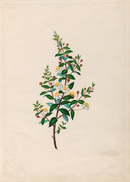 Drawings of tropical flowers and fruits from South America Pl23 1830