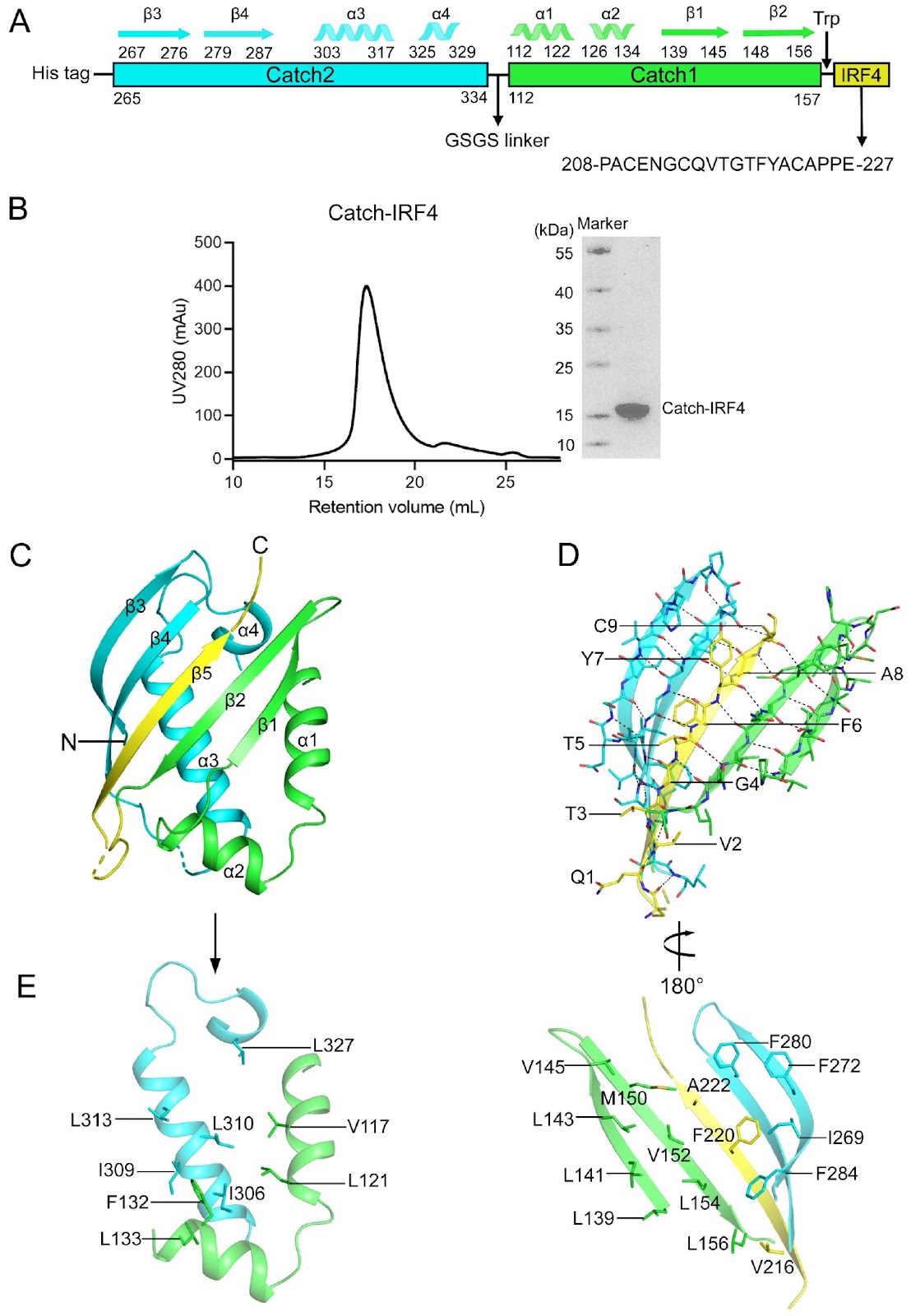 Biochemical and structural studies of the midnolin Catch domain bound with both wild-type and mutant IRF4 peptides reveal the molecular basis for its broad substrate specificity