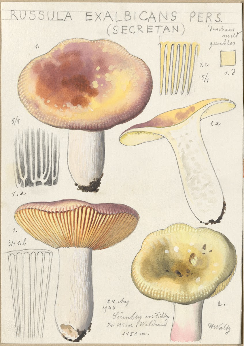 Russula exalbicans 1915 1945