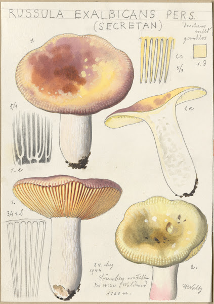 Russula exalbicans 1915 1945