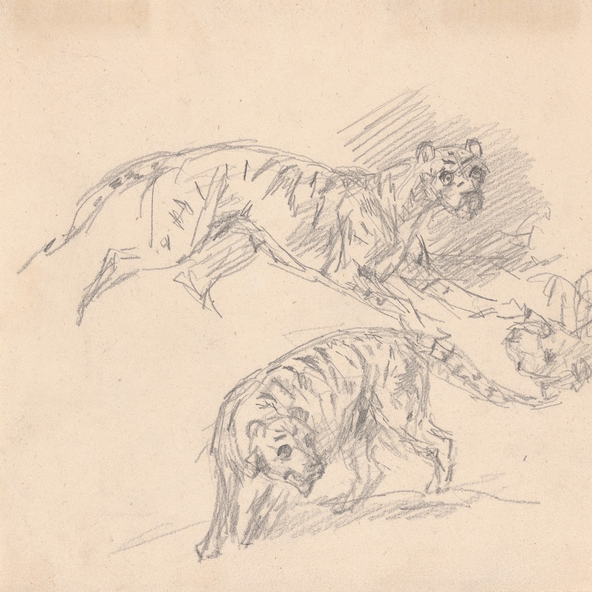 Studies of a tiger