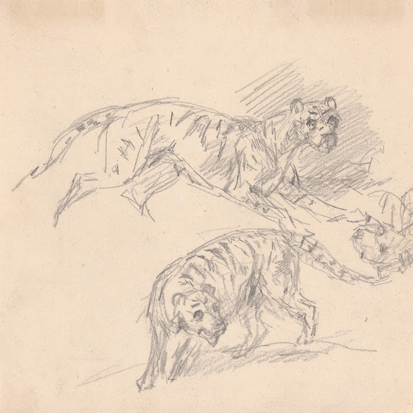 Studies of a tiger