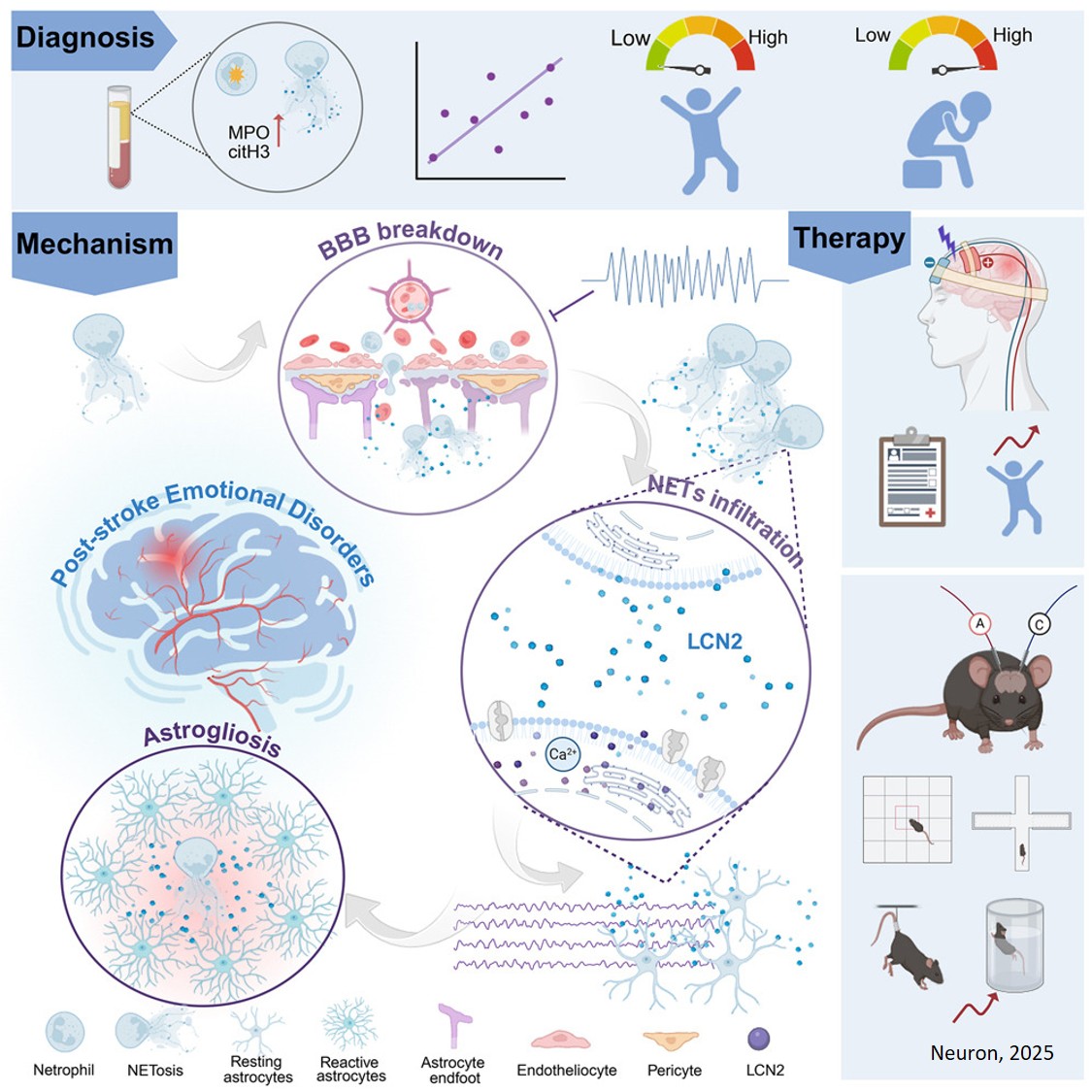 Lcn2 from neutrophil extracellular traps induces astrogliosis and post-stroke emotional disorders