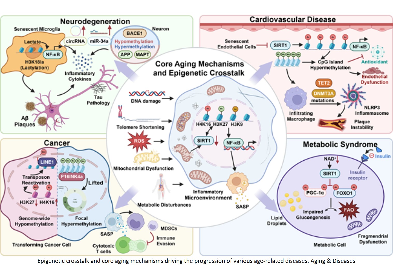 Dietary Interventions for Healthy Aging: An Epigenetic  Perspective