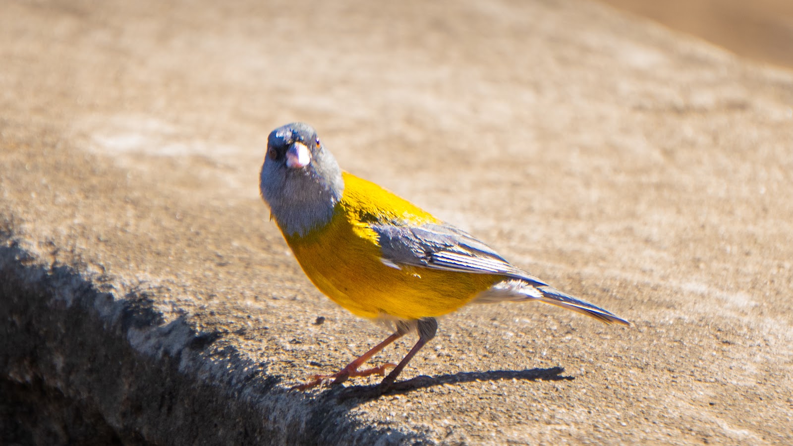 Pajarito
