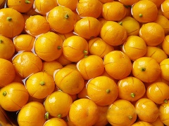 Trái tắc chọn những quả chín vàng vỏ, đều nhau, sau đó rửa sạch, ngâm với chút muối khoảng 30 phút rồi vớt ra để ráo. Dùng dao nhọn để khứa tắc thành những khe nhỏ đều nhau, rồi ấn dẹt cho ra hạt và nước tắc. Hòa vôi vào bát nước, sau đó để lắng rồi gạn lấy nước vôi trong, sau đó cho tắc đã khứa vào ngâm từ 10 đến 12 tiếng.