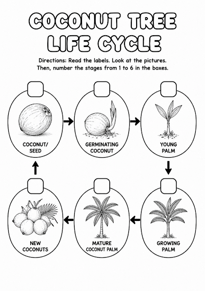 Coconut Tree Life Cycle Worksheet