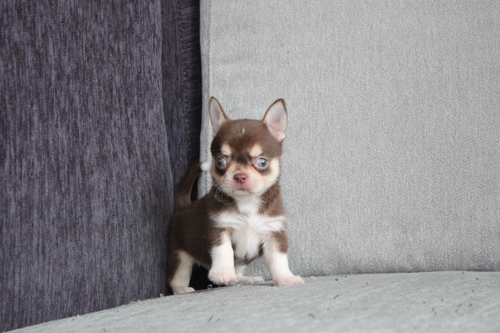 1/20出生 高端優質迷你短毛吉娃娃巧克力奶油四目弟弟