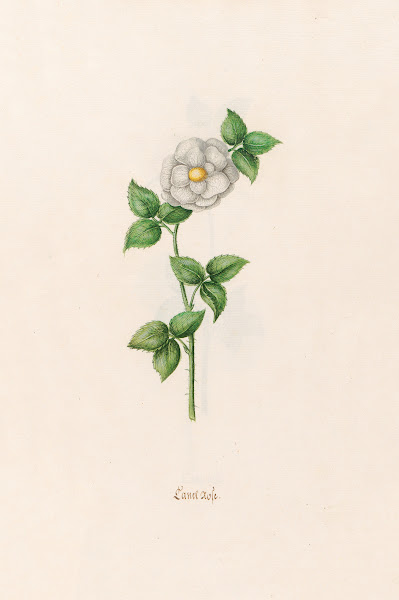 Canel rose 1692