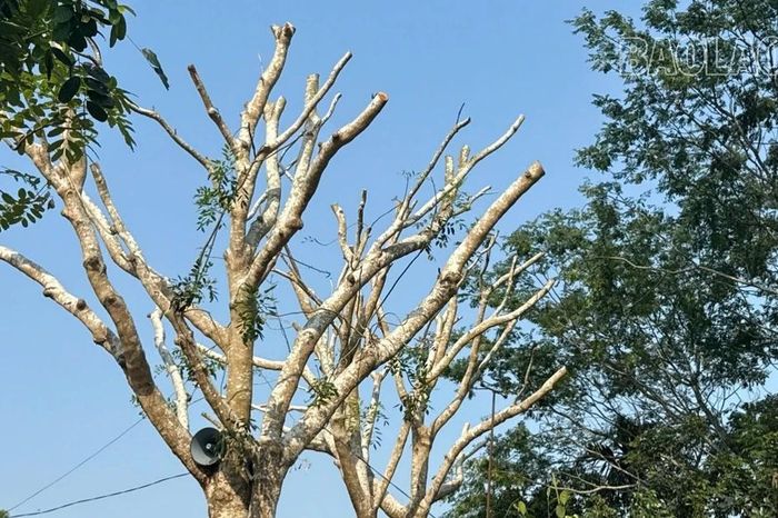 Vì sao hàng cây xà cừ dọc tuyến đường Chiềng On bị cắt trụi giữa mùa hè? - Báo Lào Cai