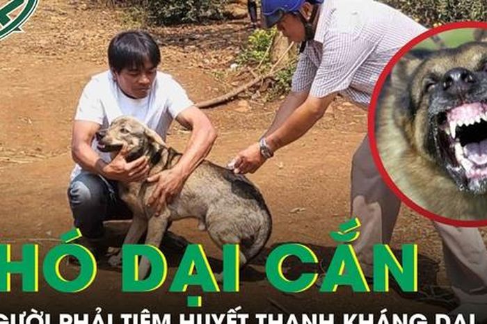 Chó hoang nghi dại cắn liên tiếp 12 người, trong đó có bé trai 6 tuổi - Báo Sức Khỏe &amp; Đời Sống