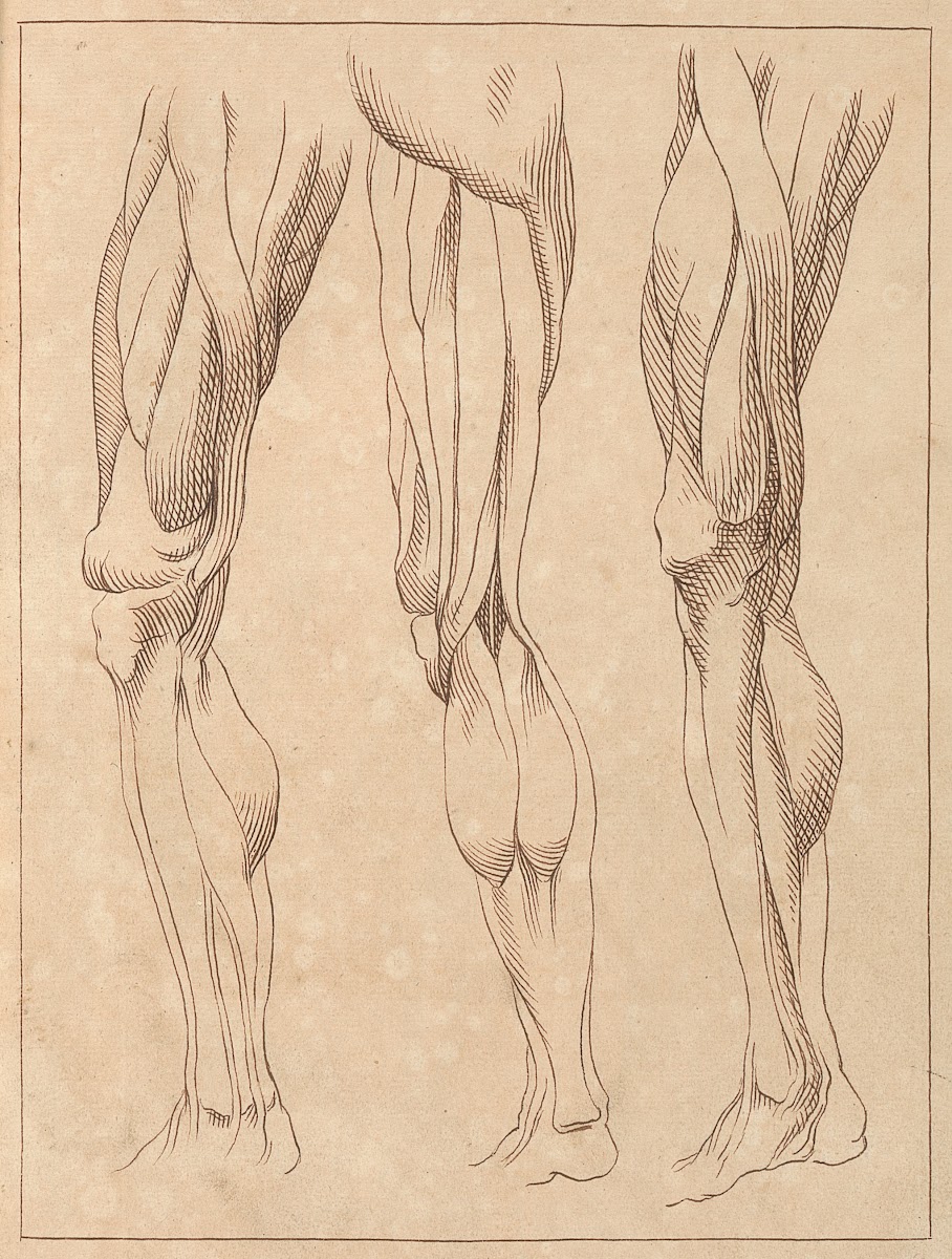 Anatomical Studies of Legs 1716