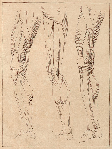 Anatomical Studies of Legs 1716