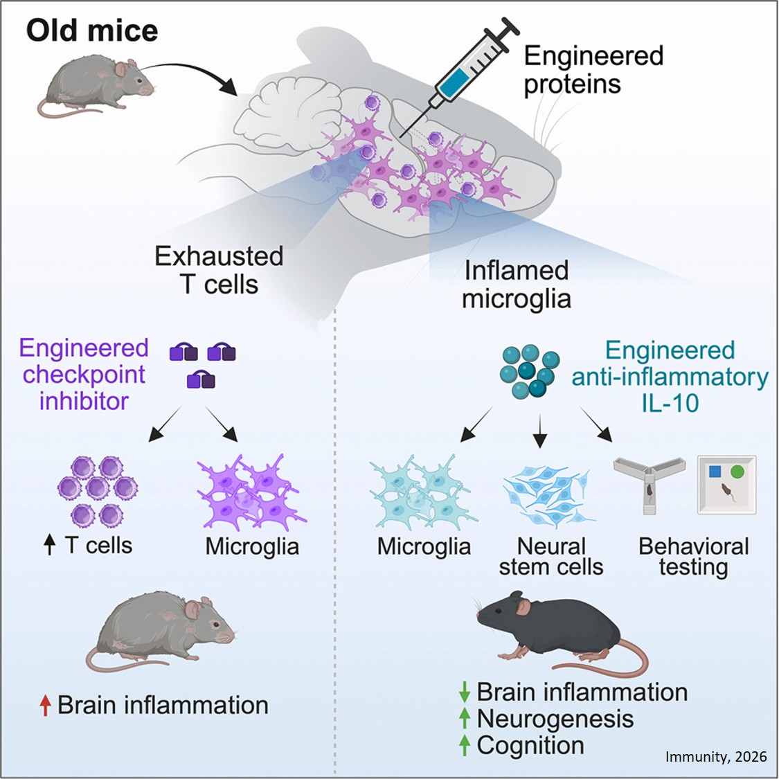 Targeting immune cells in the aged brain reveals that engineered cytokine IL-10 enhances neurogenesis and improves cognition
