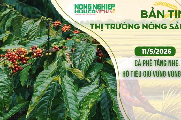 Thị trường nông sản 11/5/2026: Cà phê tăng nhẹ, hồ tiêu giữ vững vùng cao - Nông nghiệp Hữu cơ Việt Nam