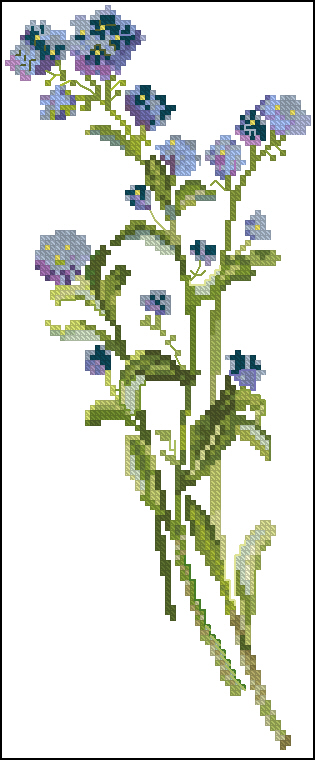 CMP FJ638 Myosotis