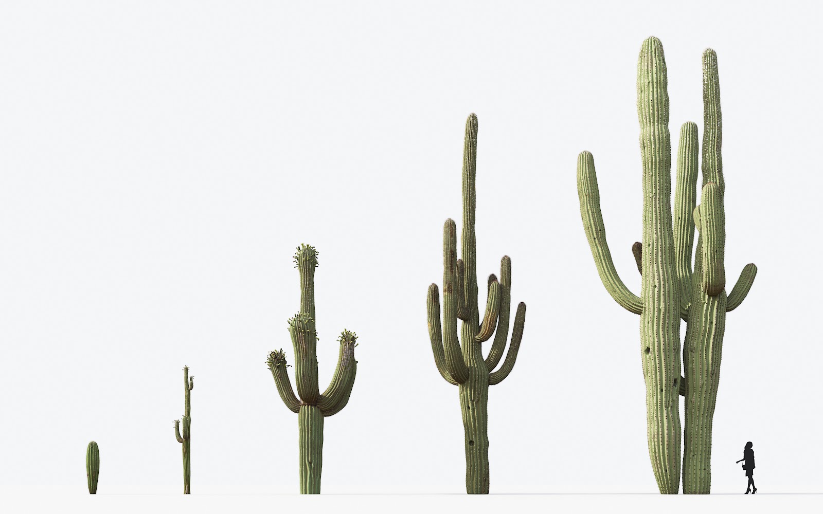 Maxtree - Plant Models Vol.17