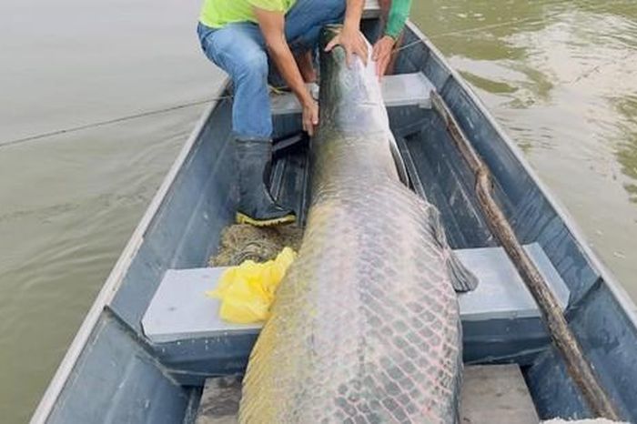 2 anh em bắt được con cá khổng lồ nặng 130kg, dài 2,2 mét trên sông - Tạp chí Người Đưa Tin