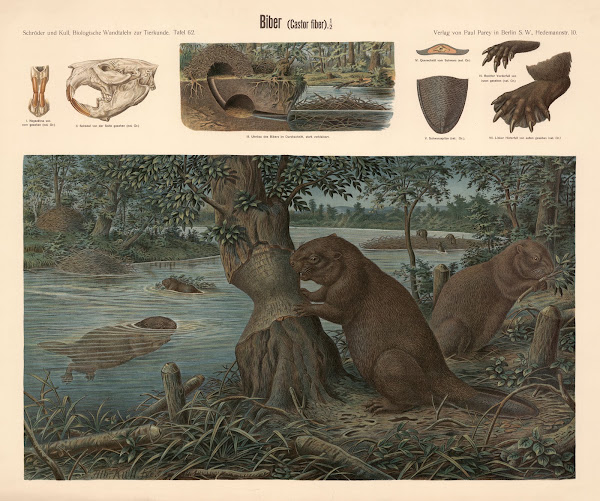 Beaver Castor fiber