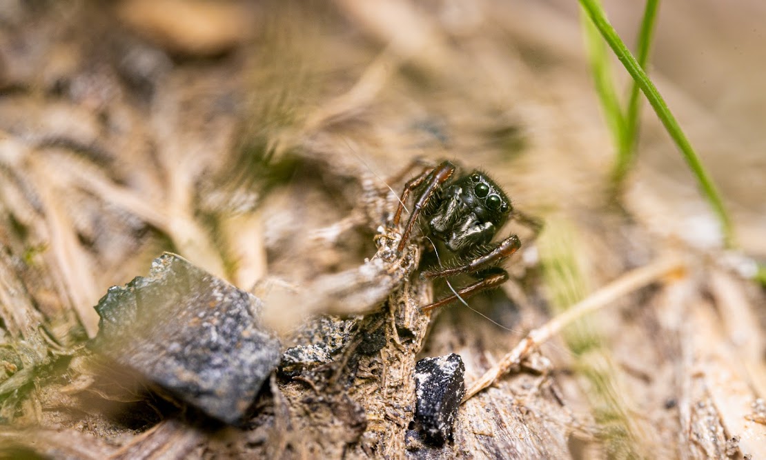 Heliophanus flavipes