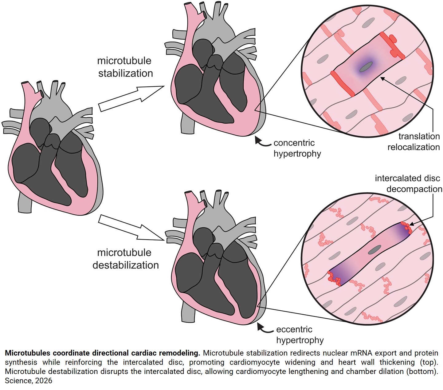 Molecular mechanics behind heart cell restructuring revealed