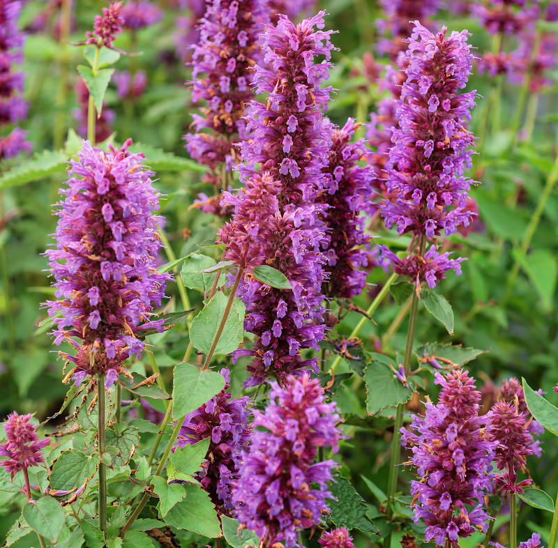 Agastache 'Blue Boa' in piena fioritura, un'esplosione di blu-viola nel giardino