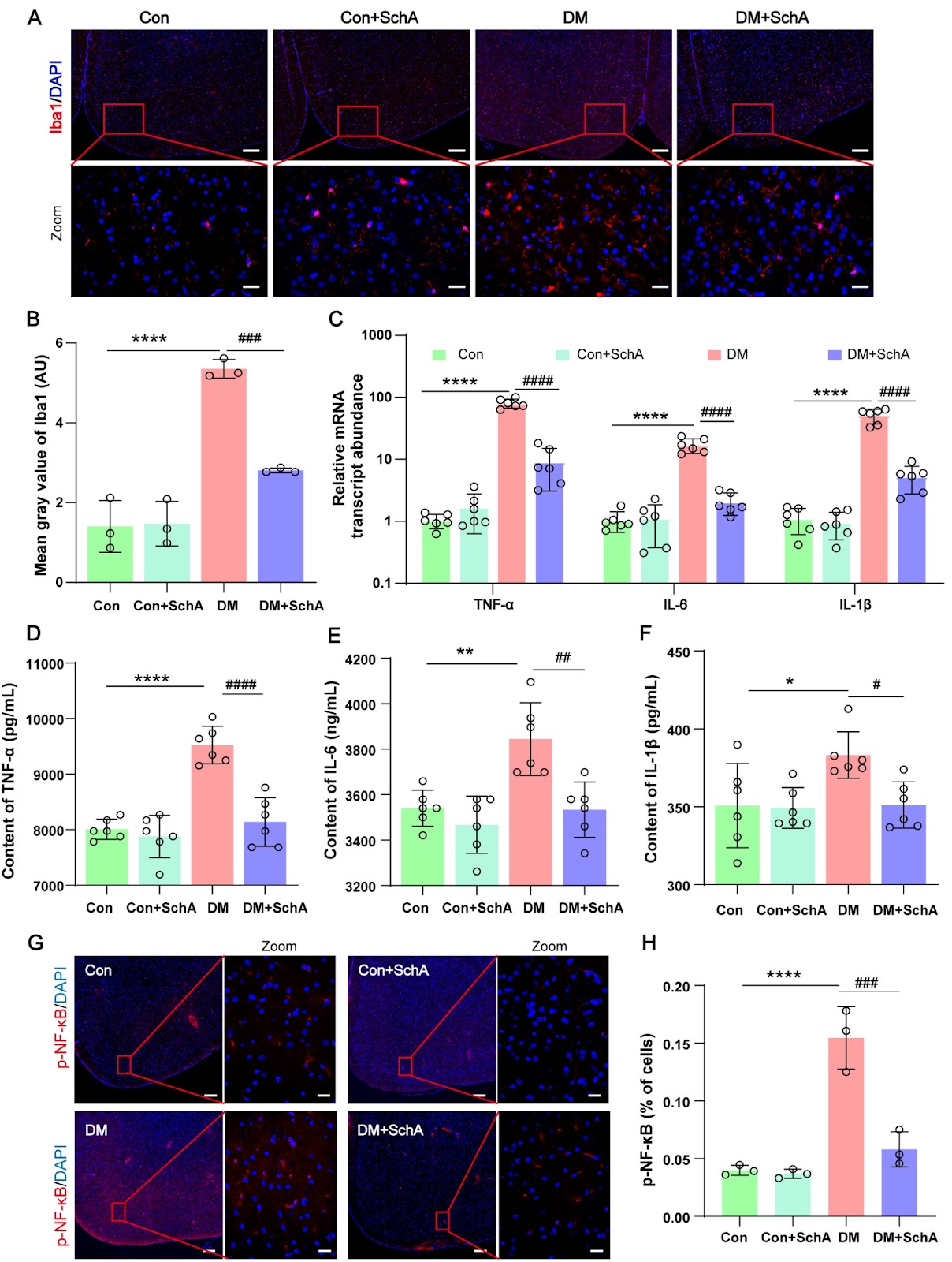Schisandrin A ameliorates the diabetes-associated memory impairment by alleviating inflammation and ferroptosis