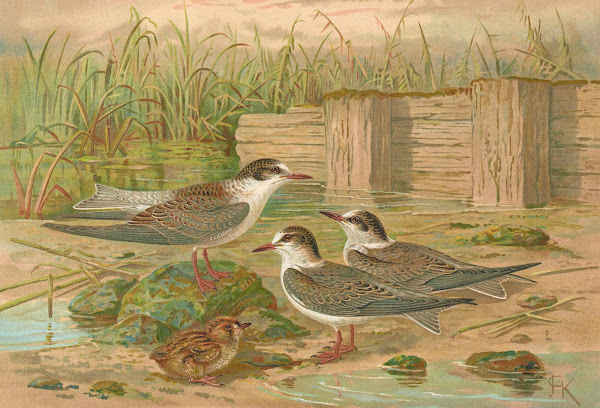 Hydrochelidon hybrida Hydrochelidon fissipes Hydrochelidon nigra