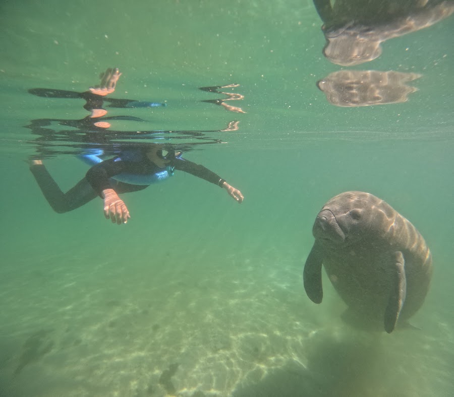 Juvenile Manatee and Child