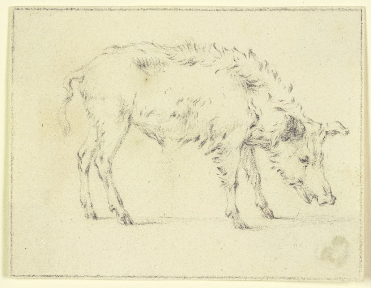 A pig to the right