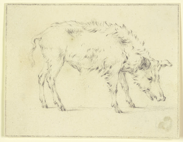 A pig to the right