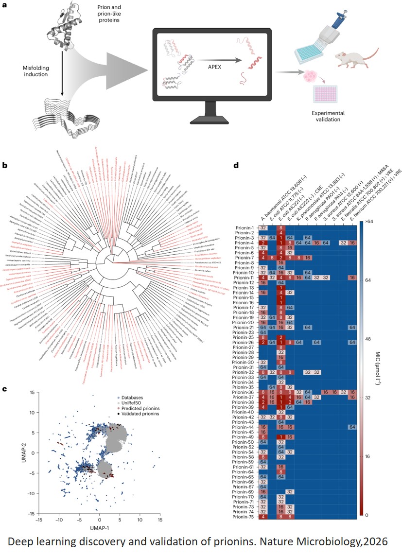 Deep learning reveals antimicrobial peptides within prions