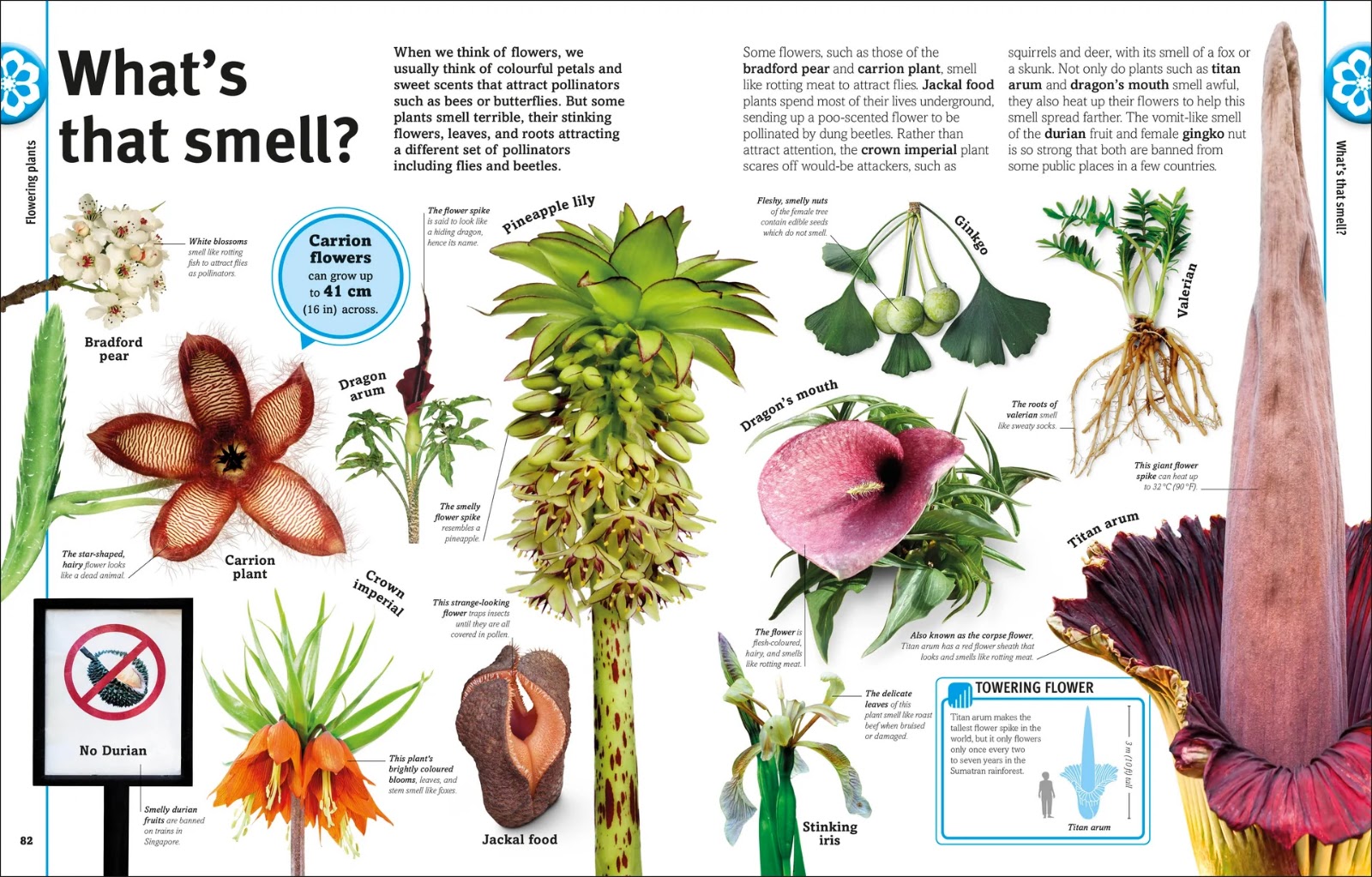 Our World in Pictures: Trees, Leaves, Flowers & Seeds — gambar 6