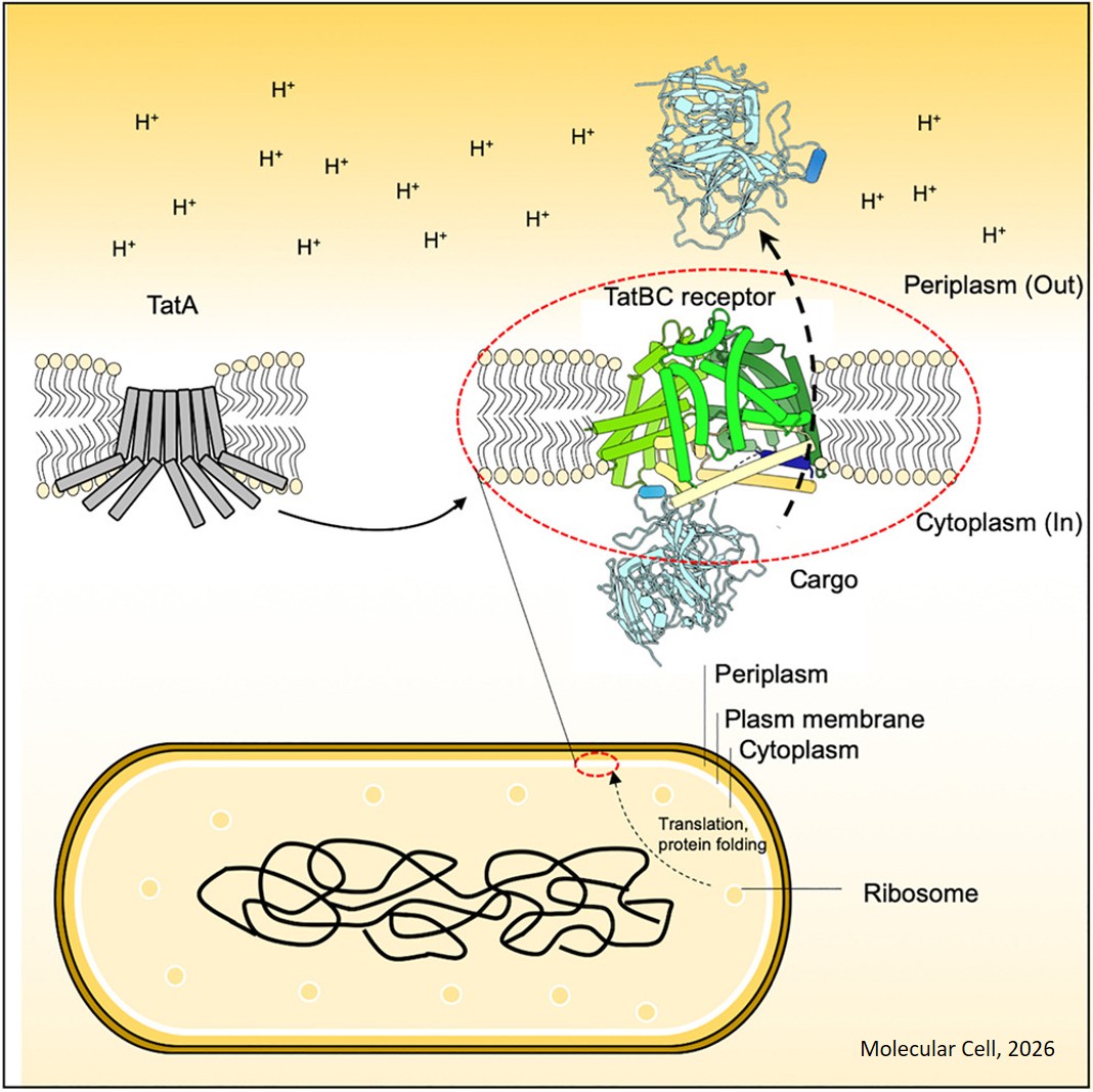 Structure of E. Coli twin-arginine translocase (Tat) complex with bound cargo