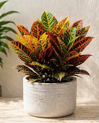 Croton Plant Indoor Outdoor