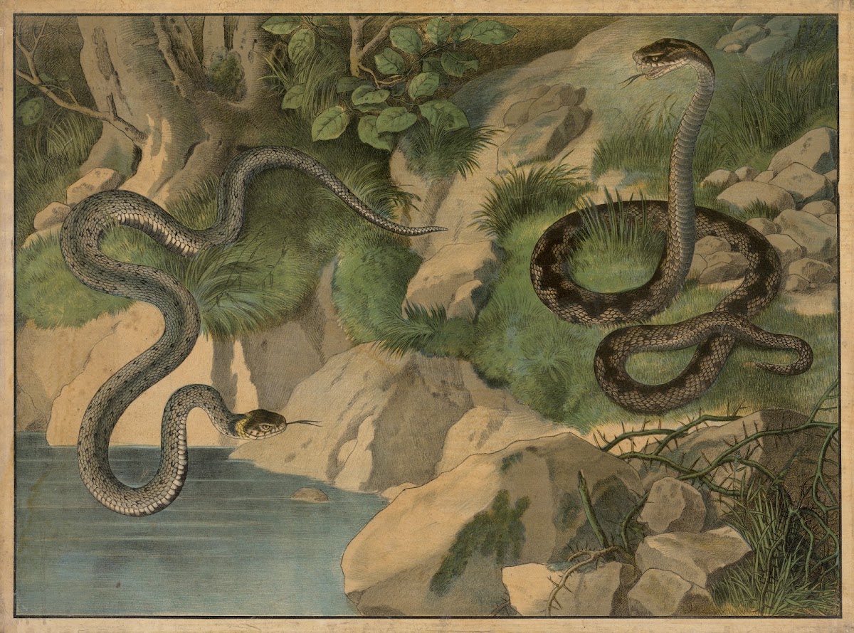 Grass snake and viper 1884