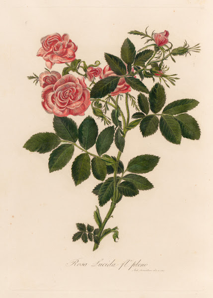 Rosa Lucida fle pleno 1818 1824